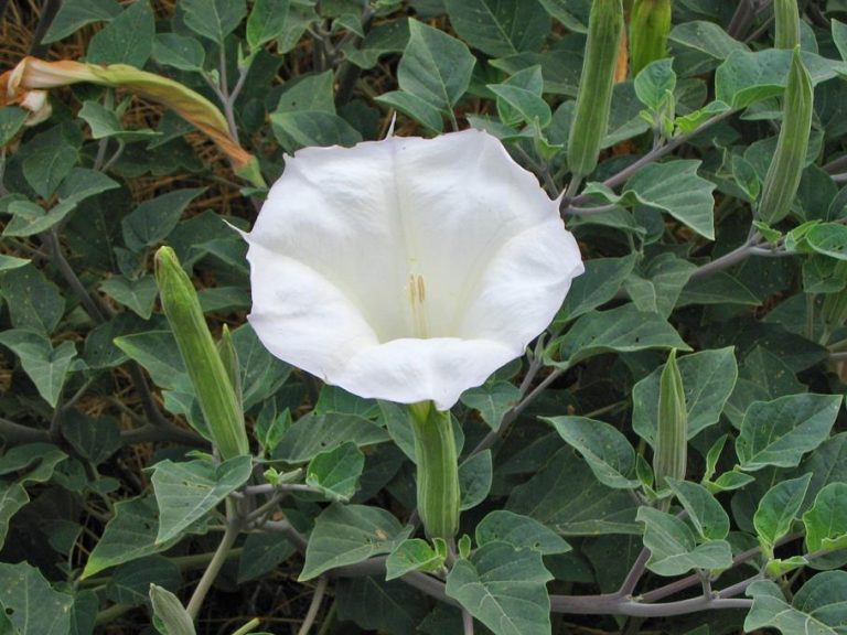 Moon Lilies: Symbolism, Fragrance, and Nocturnal Magic