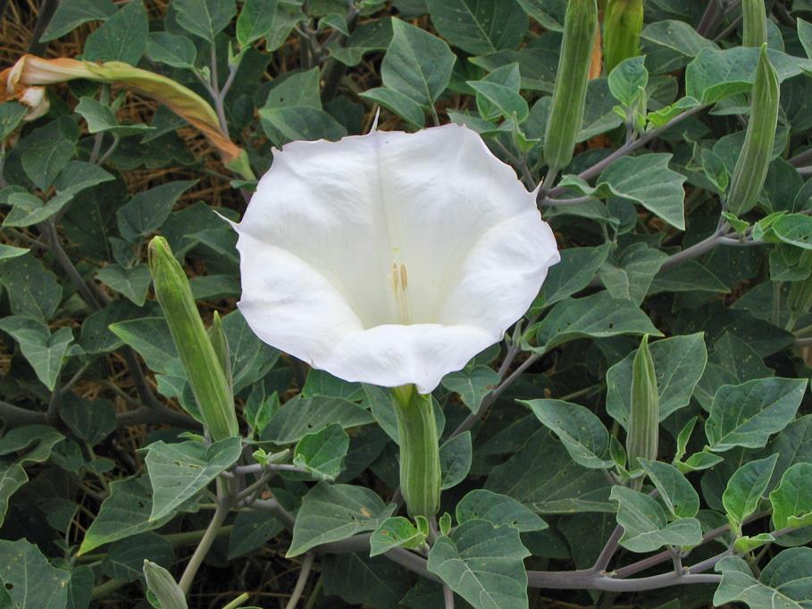 Moon Lilies: Symbolism, Fragrance, and Nocturnal Magic | Hint