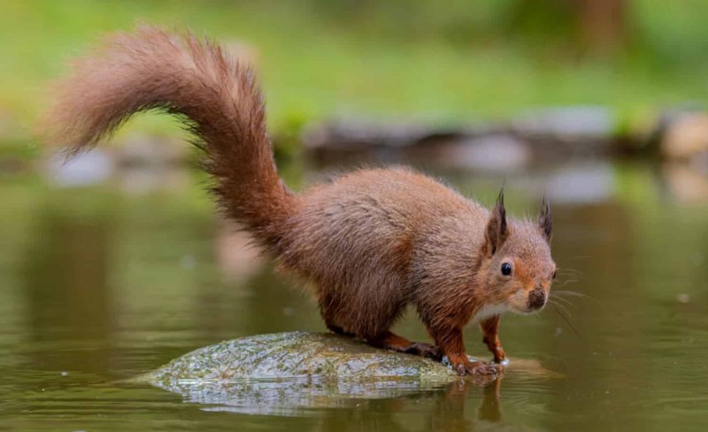 can a squirrel swim