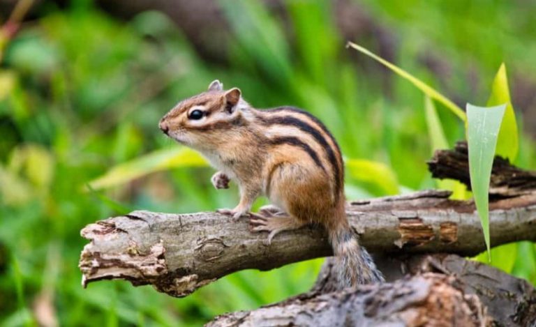Chipmunk Poop: A Tiny Clue to a Big Picture