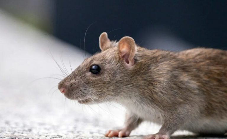 Say Goodbye to Rats with Salt: A Natural Approach