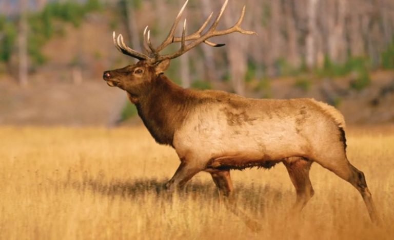 Elk Poop: Unraveling Nature’s Hidden Clue