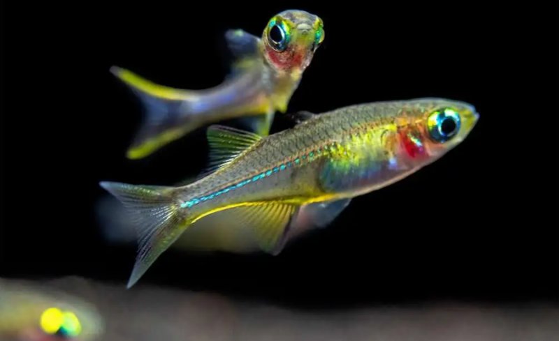 celebes rainbowfish