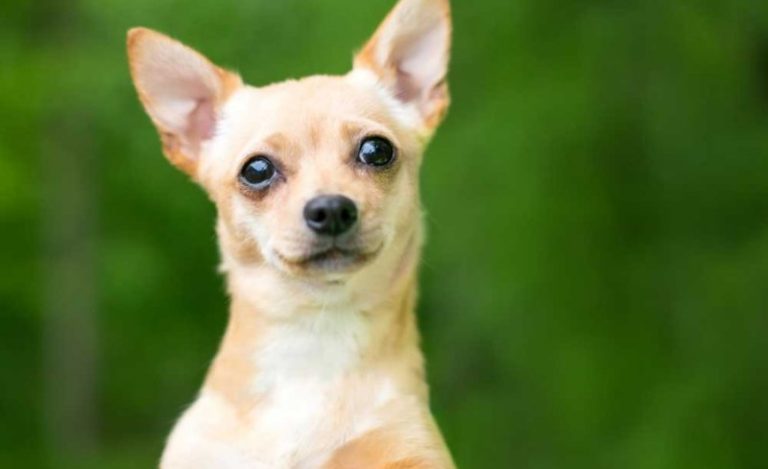 All Things You Need to Know about pear head chihuahua before choosing the Best