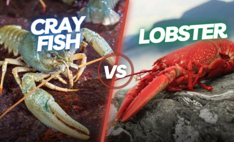 Crayfish vs. Lobsters: Unraveling the Secrets of Aquatic Decapods