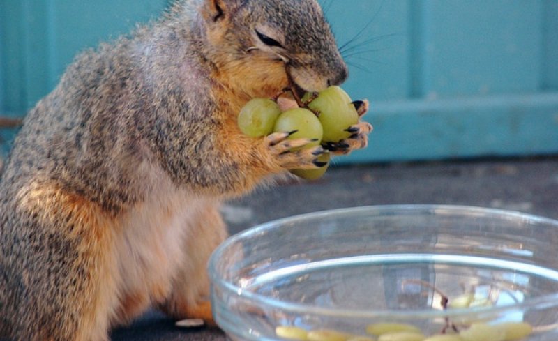 can squirrels eat grapes