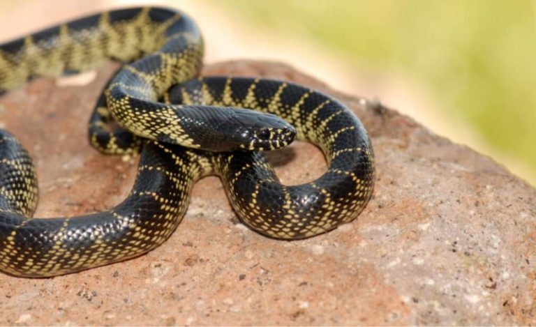 King Snakes in Texas: A Fascinating Look at These Enigmatic Reptiles