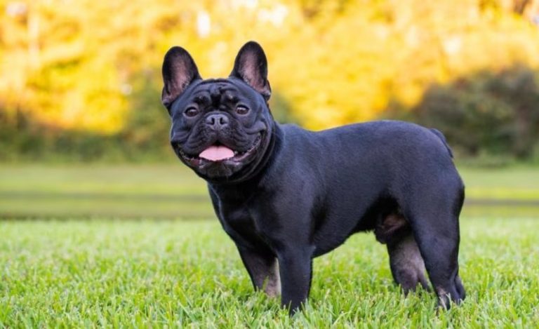 The Ultimate Guide to IVDD in French Bulldogs