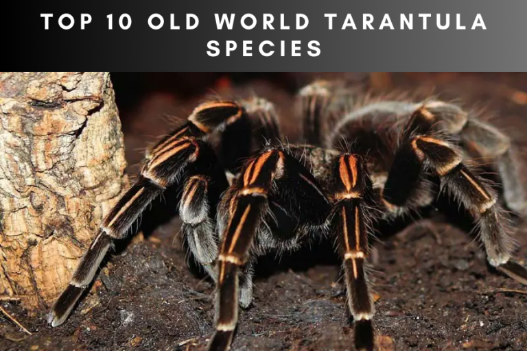 Top 10 Old World Tarantula Species